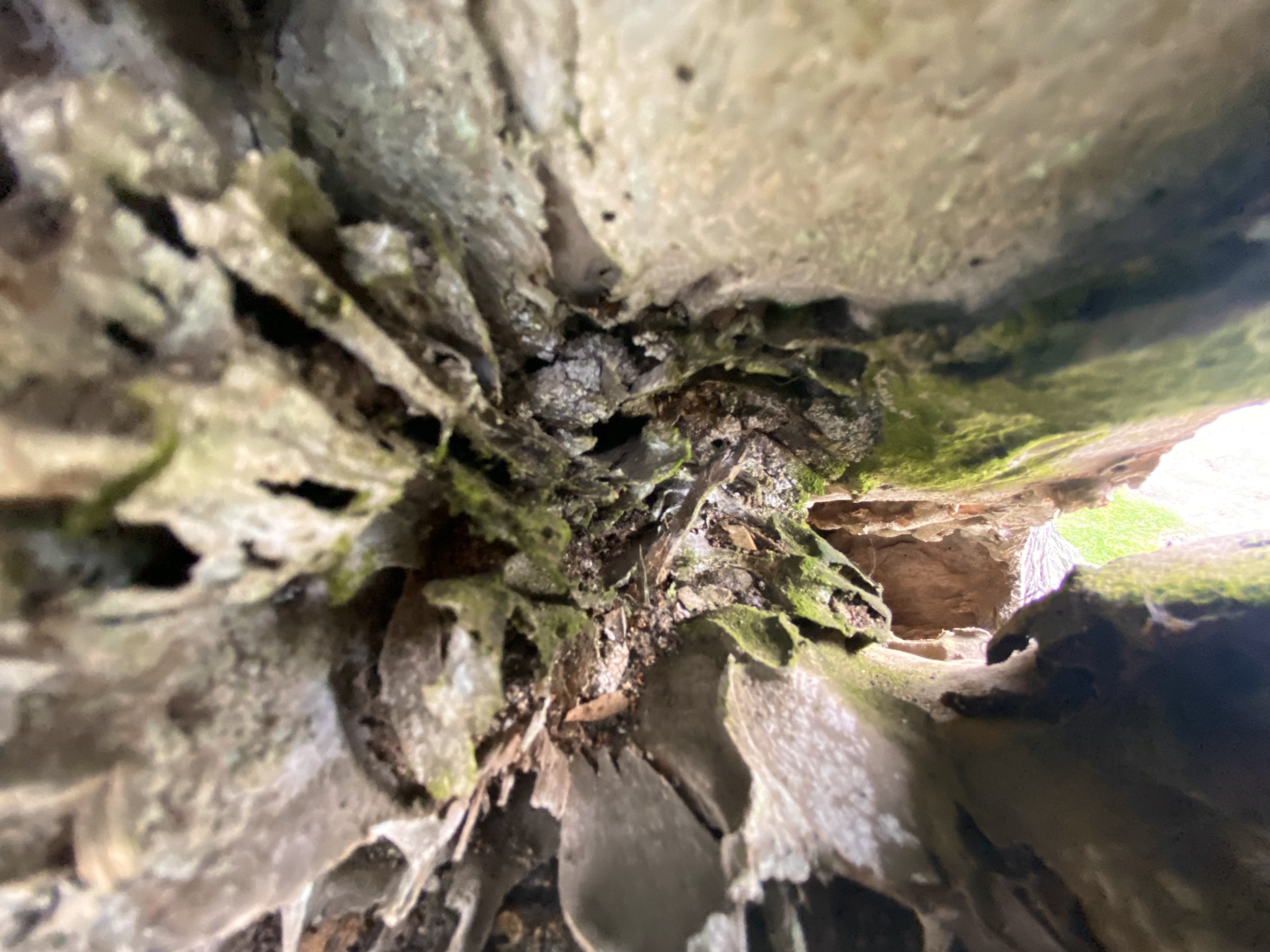 Inside A Tree